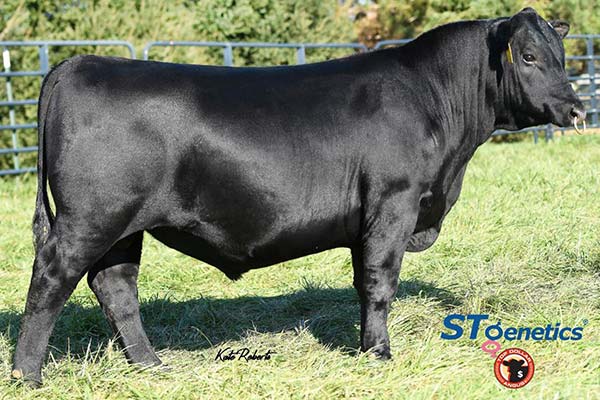 Sires | AI Sires | Waddle Farm | Breckenridge Township, MO