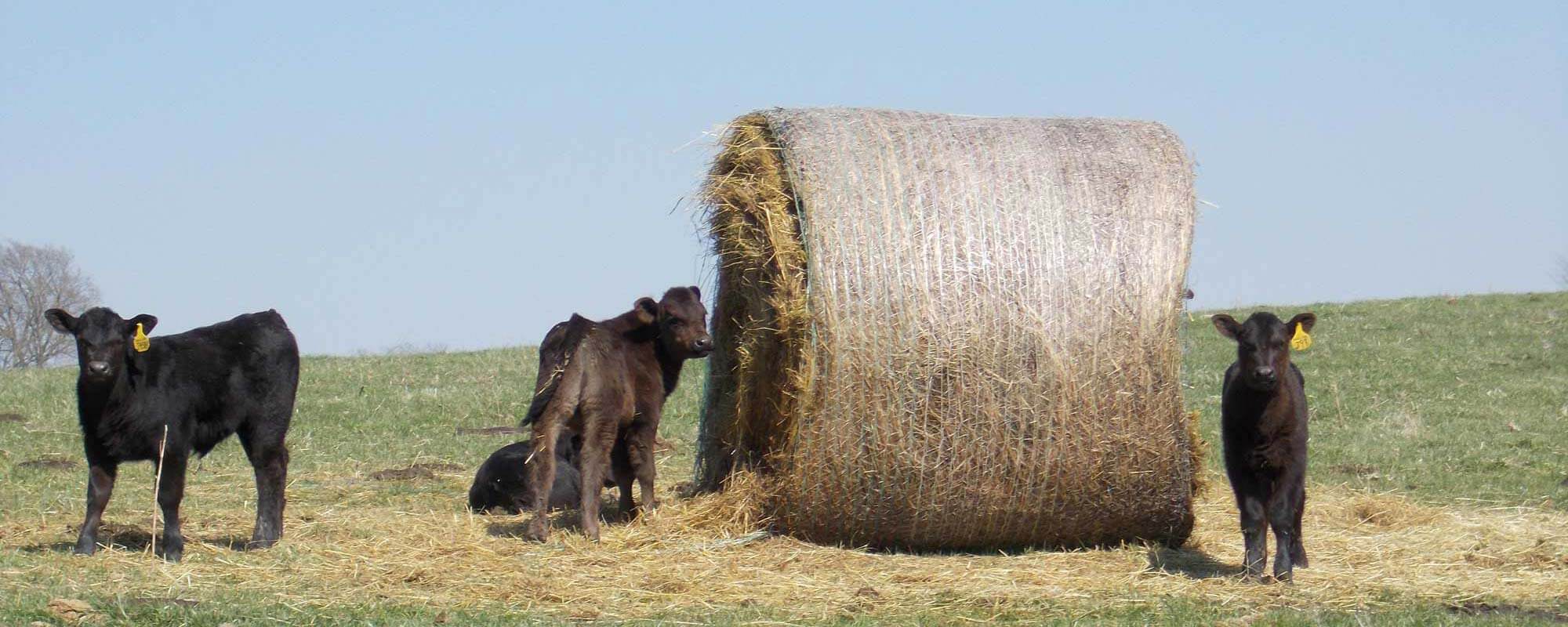 Calves at Hay